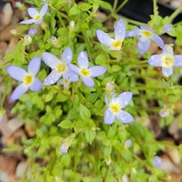 Houstonia caerulea 'Millard's Variety'